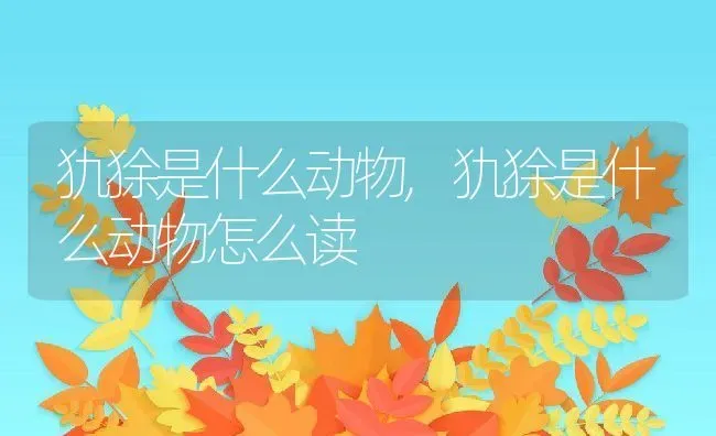 犰狳是什么动物,犰狳是什么动物怎么读 | 养殖科普