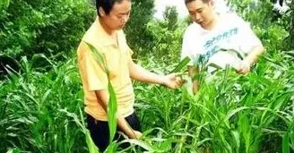 牧草、饲料作物与种草养畜 | 生活常识