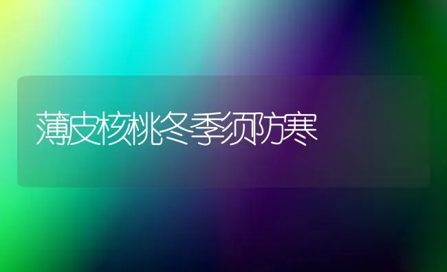 薄皮核桃冬季须防寒 | 养殖技术大全