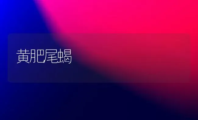 黄肥尾蝎 | 养殖技术大全