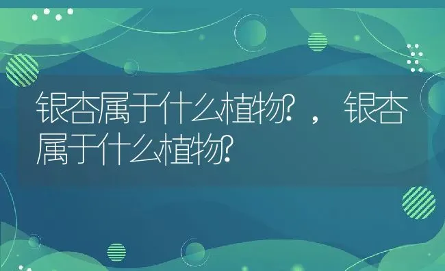 银杏属于什么植物?,银杏属于什么植物? | 养殖科普