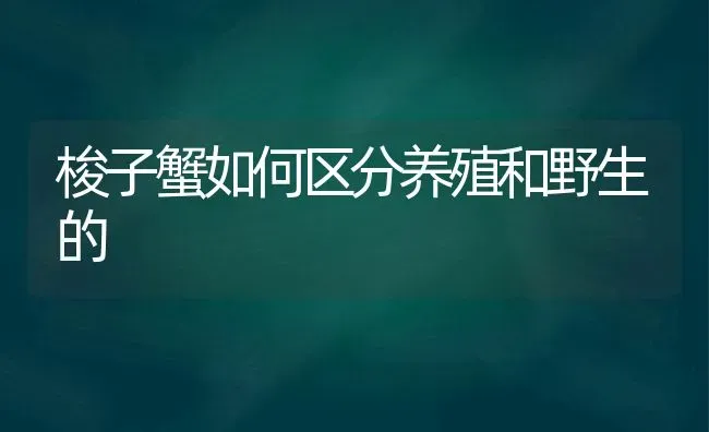 梭子蟹如何区分养殖和野生的 | 养殖技术大全