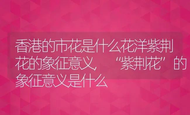 香港的市花是什么花洋紫荆花的象征意义,“紫荆花”的象征意义是什么 | 养殖学堂