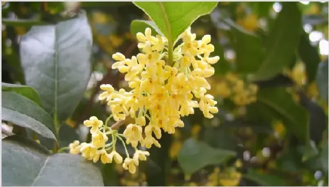 桂花如何扦插繁殖 | 生活常识