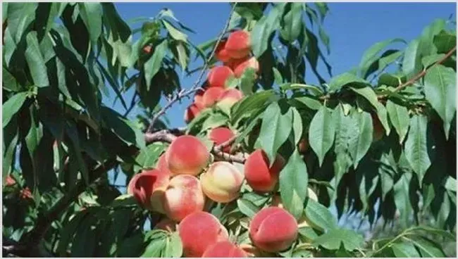 桃树种植常见问题 | 实用知识