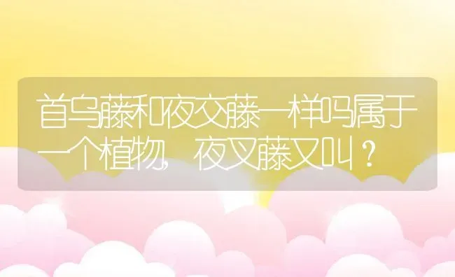 首乌藤和夜交藤一样吗属于一个植物,夜叉藤又叫？ | 养殖科普