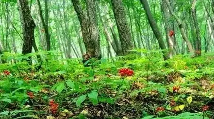 林下种植什么好,谁知道在林下种植什么品种效益最高呢？