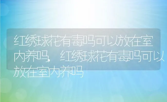 红绣球花有毒吗可以放在室内养吗,红绣球花有毒吗可以放在室内养吗 | 养殖科普