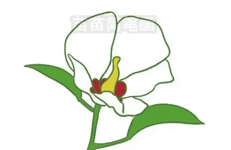 木槿花怎么画,简笔画好看的花朵有哪些？