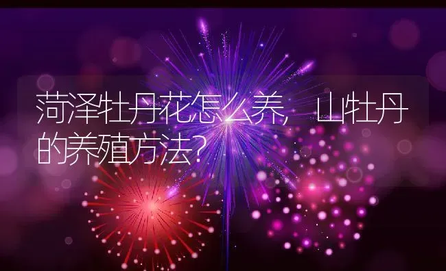 菏泽牡丹花怎么养,山牡丹的养殖方法？ | 养殖科普