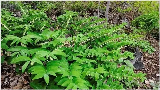 玉竹的种植方法有哪些 | 妙招大全