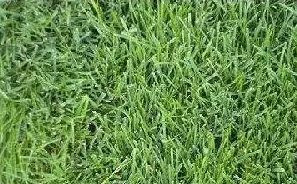 草坪除草剂的用药适期确定方法 除草剂的种类 | 三农知识