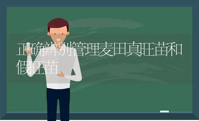 正确辨别管理麦田真旺苗和假旺苗 | 养殖技术大全