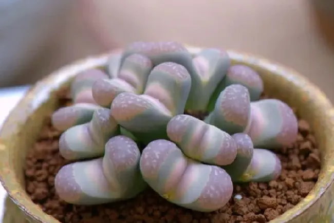 如何让生石花又肥又矮,石生花养殖方法？