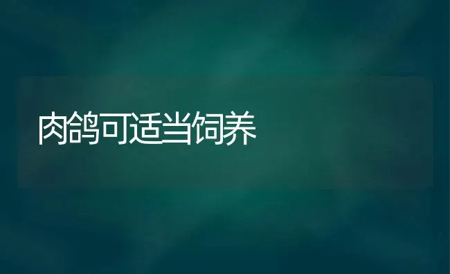 肉鸽可适当饲养 | 养殖知识