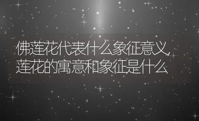 佛莲花代表什么象征意义,莲花的寓意和象征是什么 | 养殖学堂