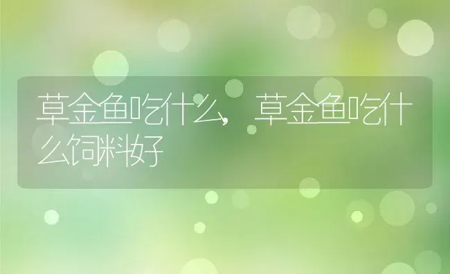 草金鱼吃什么,草金鱼吃什么饲料好 | 养殖科普