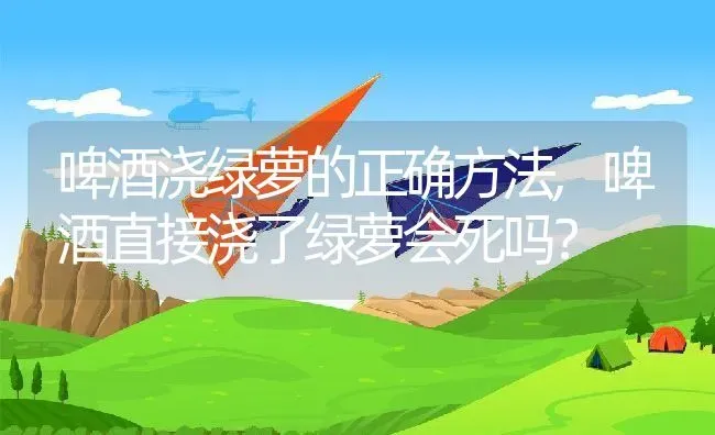 啤酒浇绿萝的正确方法,啤酒直接浇了绿萝会死吗？ | 养殖学堂