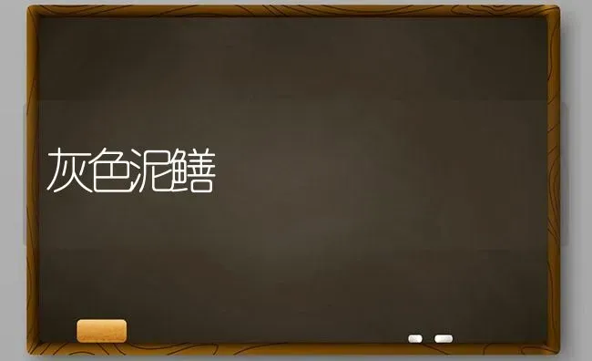 灰色泥鳝 | 养殖技术大全