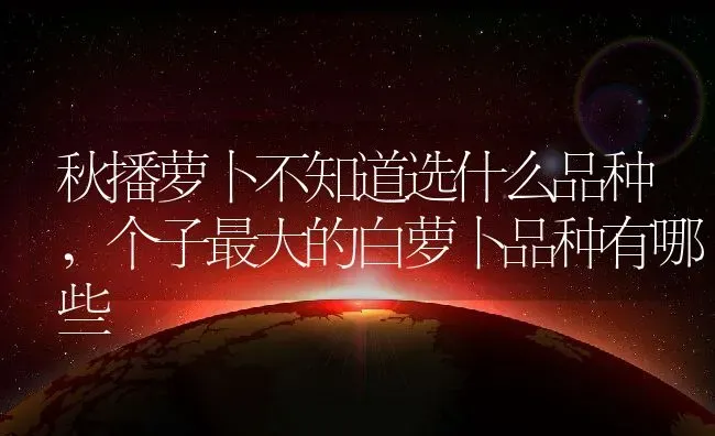 秋播萝卜不知道选什么品种,个子最大的白萝卜品种有哪些 | 养殖学堂