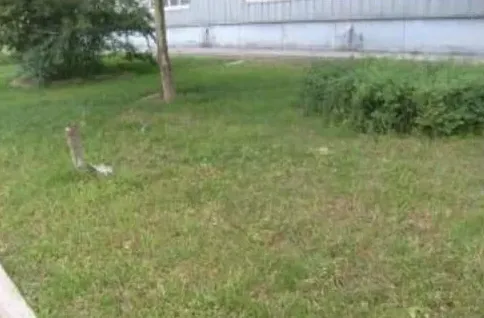 草坪除草剂的用药适期确定方法 除草剂的种类 | 三农知识