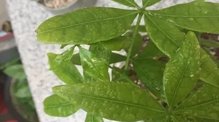 发财树黄叶怎么办,发财树叶子发黄怎么办？