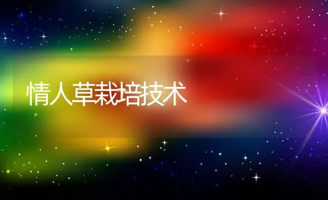 情人草栽培技术 | 养殖知识