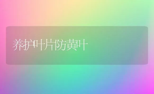 养护叶片防黄叶 | 养殖知识