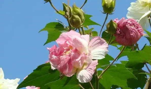 木芙蓉和扶桑花的区别 | 实用知识