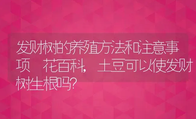 发财树的养殖方法和注意事项–花百科,土豆可以使发财树生根吗？ | 养殖科普