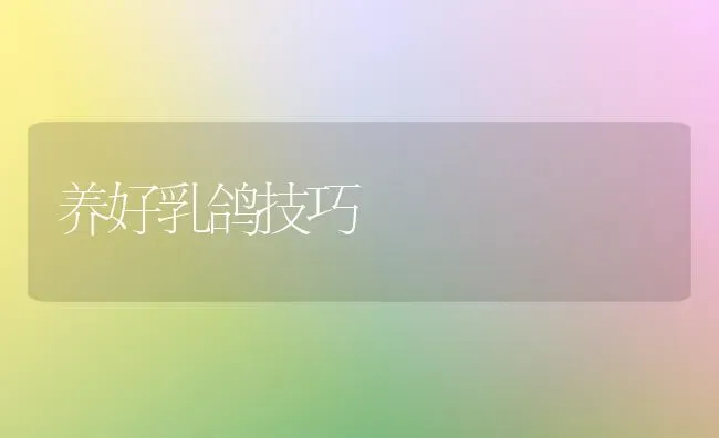 养好乳鸽技巧 | 养殖技术大全