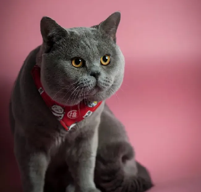 英短蓝猫吃什么猫粮比较好,英短蓝猫吃什么猫粮比较好？