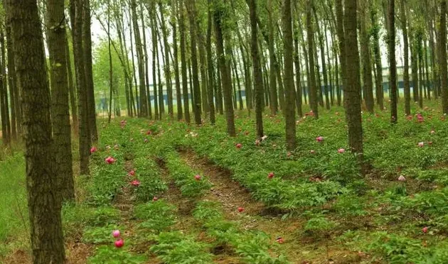 林下种植什么好,谁知道在林下种植什么品种效益最高呢？