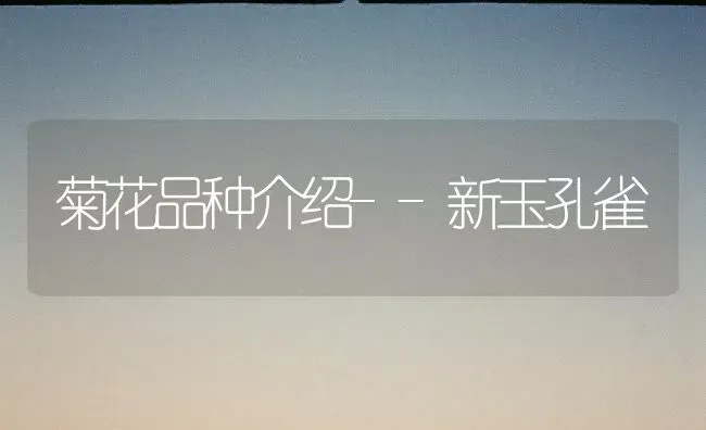 菊花品种介绍--新玉孔雀 | 养殖技术大全