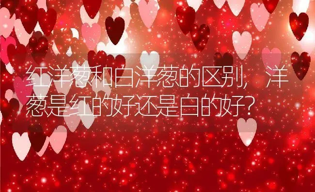 红洋葱和白洋葱的区别,洋葱是红的好还是白的好？ | 养殖科普