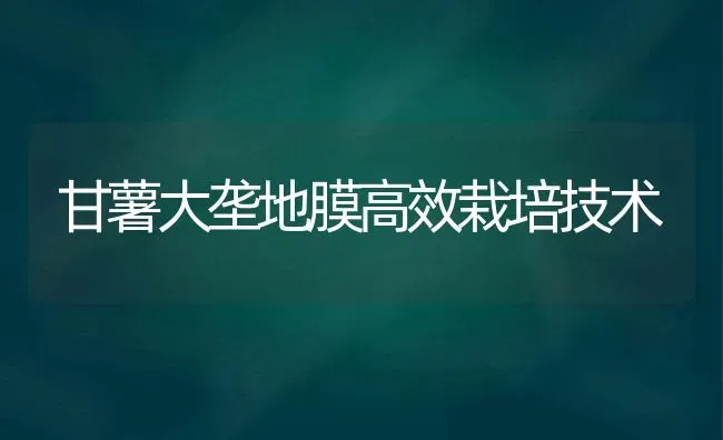 甘薯大垄地膜高效栽培技术 | 养殖技术大全