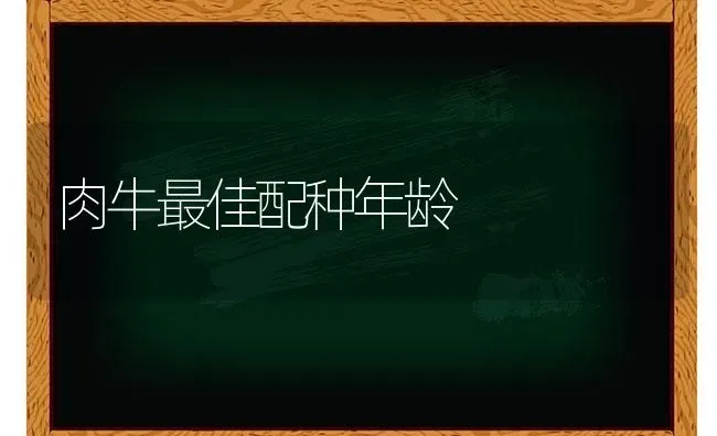 肉牛最佳配种年龄 | 养殖技术大全