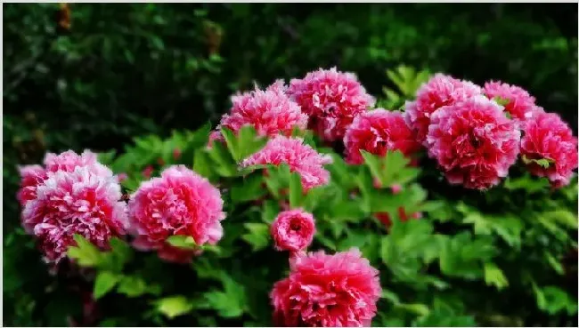 真假牡丹花根区别 | 妙招大全