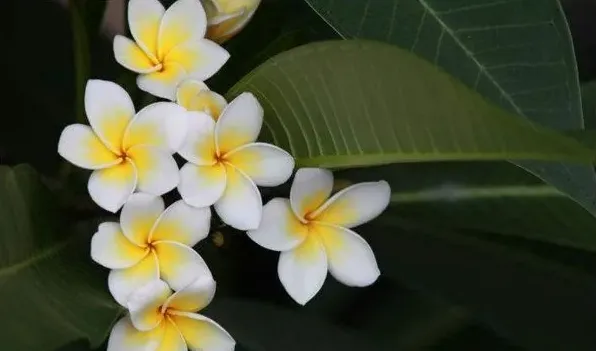 鸡蛋花有毒吗 | 常识大全