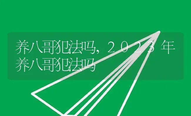 养八哥犯法吗,2023年养八哥犯法吗 | 养殖资料