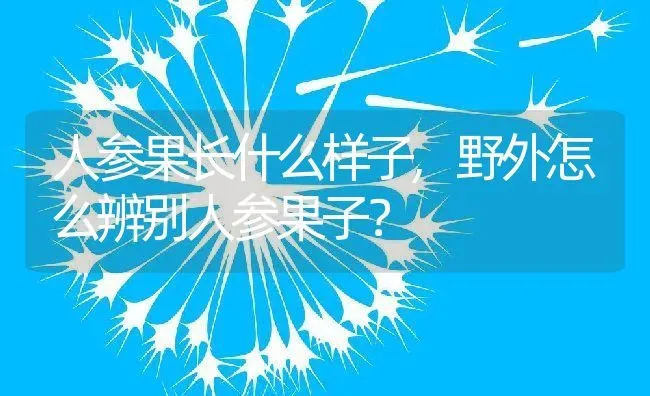 人参果长什么样子,野外怎么辨别人参果子？ | 养殖科普