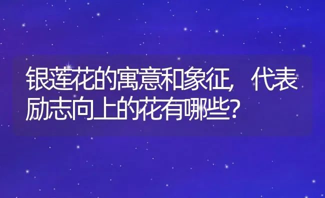 银莲花的寓意和象征,代表励志向上的花有哪些？ | 养殖科普