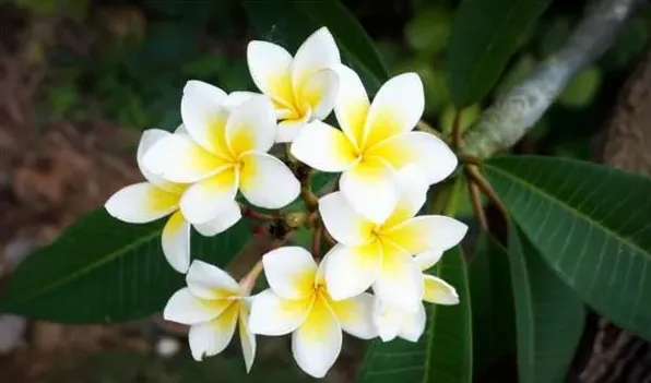 鸡蛋花有毒吗 | 常识大全