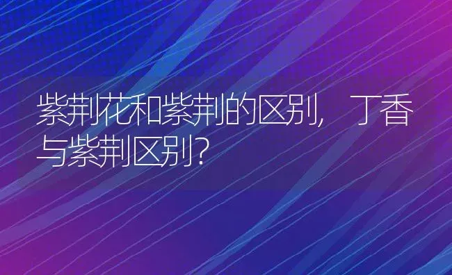 紫荆花和紫荆的区别,丁香与紫荆区别？ | 养殖科普