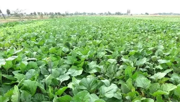 红油菜苔种植时间和方法什么时间种植好,红油菜苔高产栽培技术？