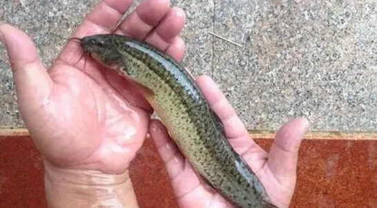 泥鳅的功效与禁忌有哪些 | 农广天地