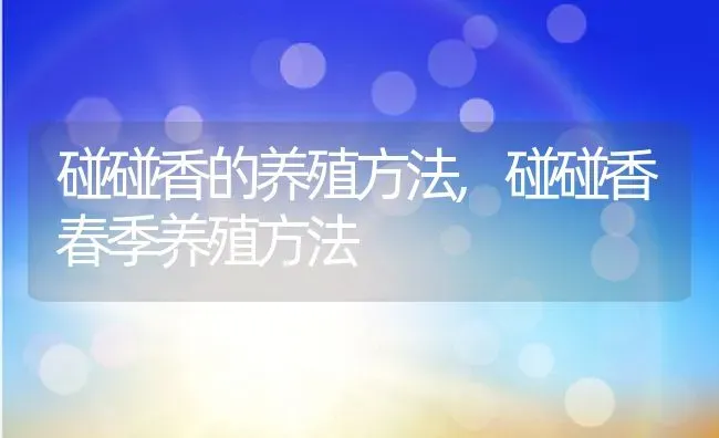 碰碰香的养殖方法,碰碰香春季养殖方法 | 养殖学堂