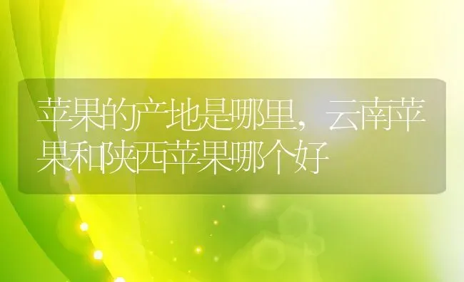 苹果的产地是哪里,云南苹果和陕西苹果哪个好 | 养殖科普