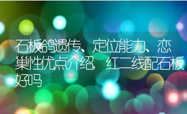石板鸽遗传、定位能力、恋巢性优点介绍,红二线配石板好吗 | 养殖学堂