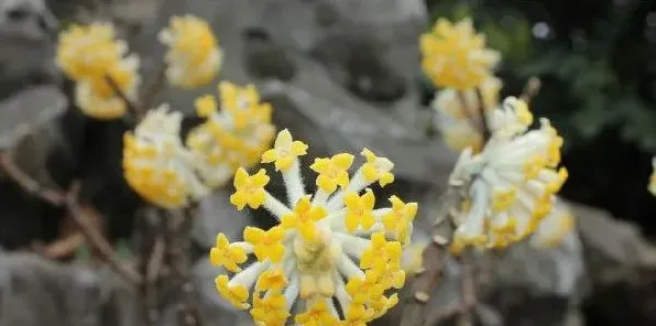 结香花什么时候开花，每年3~4月份开放 | 生活妙招